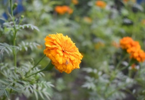 Marigold-Brezza Yellow F1(100 seeds)